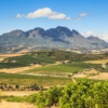 South African Wine Varietals