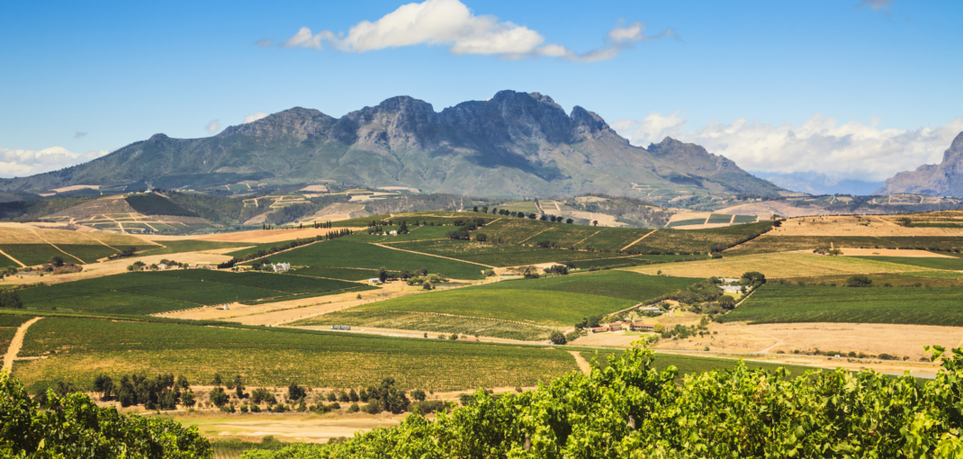 South African Wine Varietals