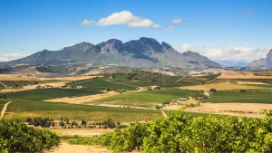 South African Wine Varietals