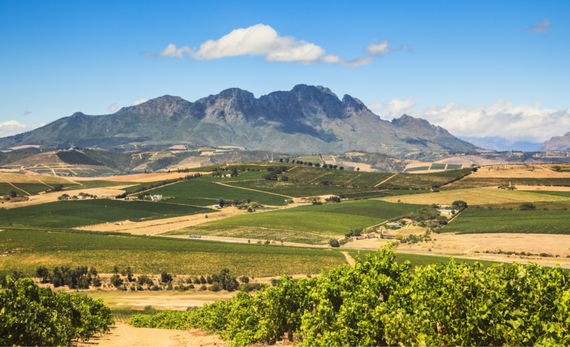 South African Wine Varietals