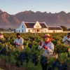 Pinotage South Africa vineyard sunrise